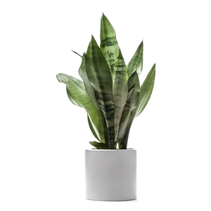 House Pot Plants