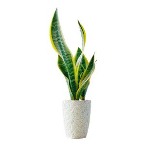 Snake Pot Plant