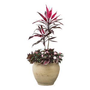 Leafed Potted Plant